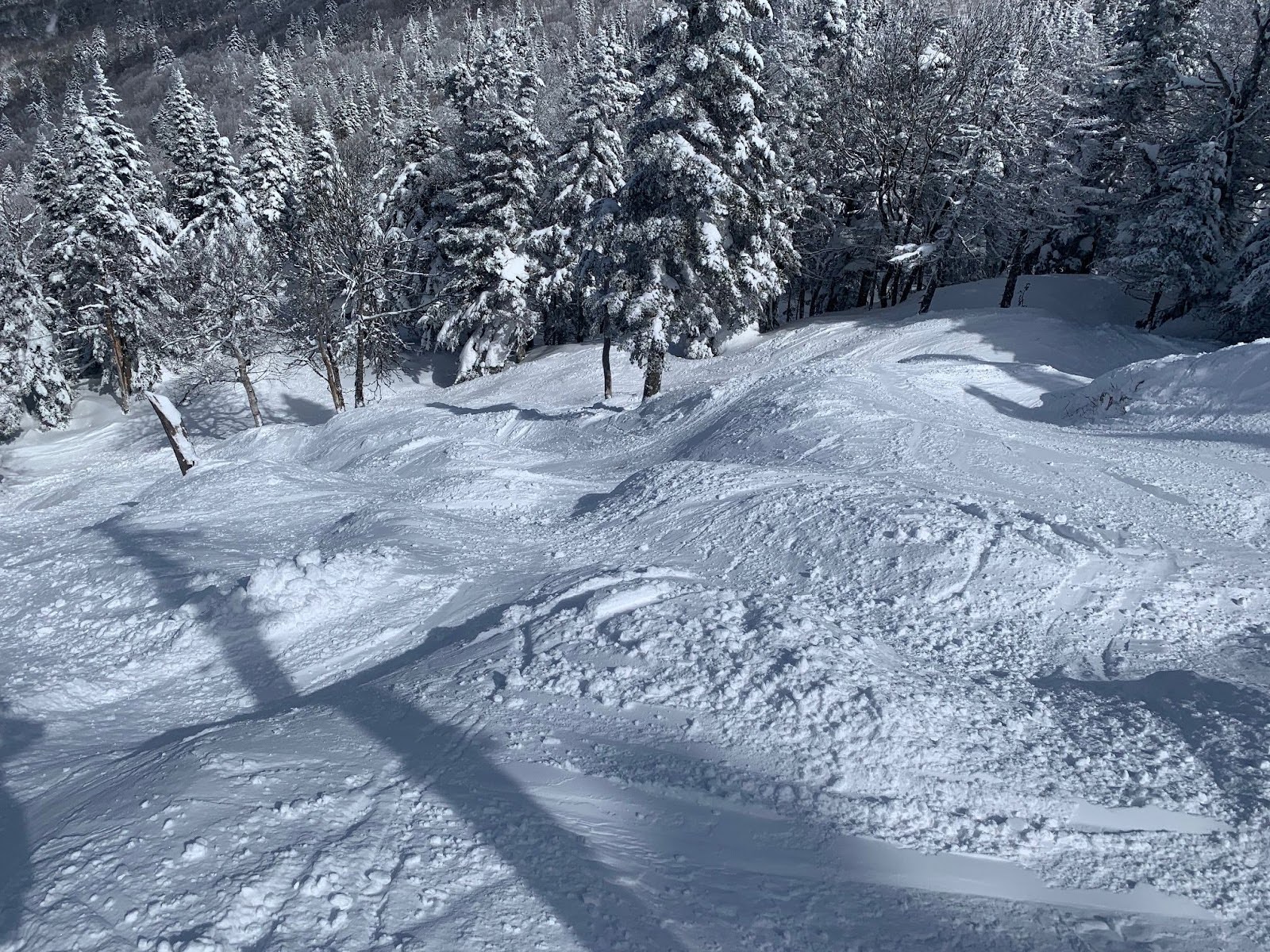 Looking down a steep tree run with moguls
